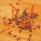 おこげもやみつき♪旬のホタルイカの炊き込みごはん♪お花見