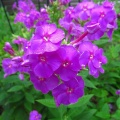 2026-105写真俳句17★(0706）花魁草