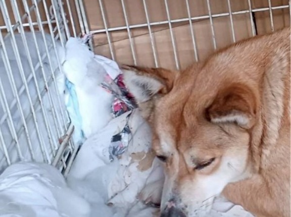 那須からのお礼🙏🙇‍♀️🙏