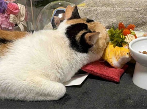 ボス猫ののこしたもの　20251209