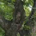 木の幹に大きなウロが空いていた。中にフクロウがいるぞ！ → 違いました…
