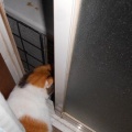 猫に小判を与えたら。 埋蔵金：千八百伍拾七両　そんなんやったらなんで戻るぅ？