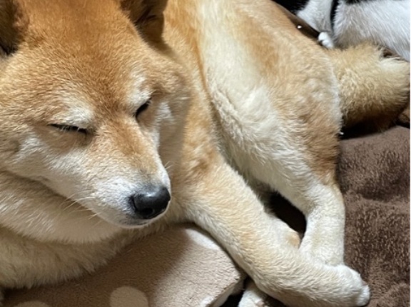 これ買ってみたら便利すぎてもっと早く買えばよかったじゃんって話