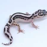 『【新入荷】スティーブ便レオパ、その他国内CBレオパ』の画像