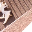 猫に小判を与えたら。 埋蔵金：千九百七拾参両　戻っては来ておったがぁ・・・。