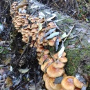 ナメコ大当たり!!