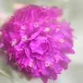 花の中に？