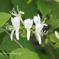 近所の花