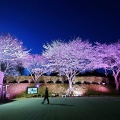 桜満開 です!