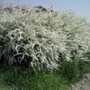 ＋αの植栽大研究　第43回