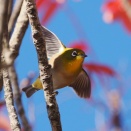 紅葉と・・・メジロ