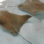 【画像あり】大地震の予兆か？エイの大群が千葉の川を遡上　専門家も理由わからず