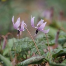 城山かたくりの里　2026.3.18