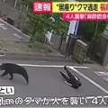 【ﾌｧﾝｻﾏﾘｨ】福島の工場潜伏クマ、窓の鍵開け逃走か