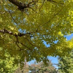 SLE NOTE〜膠原病患者ルッコラのブログ〜