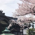 blogを始めて18年たちました：祐天寺の桜2022