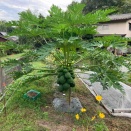 家庭菜園5年目【抜根】