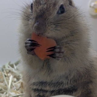 小動物専門店NATURE'S