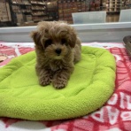 神奈川県三浦市 ワンラブ カインズ三浦店 ブログ