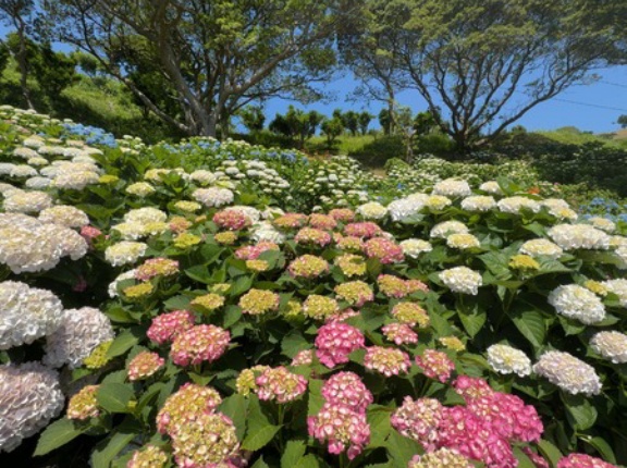 茂木びわ無人販売所巡りと、野母崎アジサイ祭りへ湾岸ドライブ！（長崎市茂木町～野母崎町）