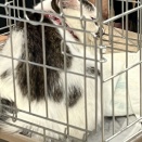 【里親会】11/8＠青梅市役所