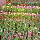 �פ�����ơ֥��������塼��å�🌷 �פȤ��䤹�ߥ��󥰡�Piano Man��