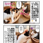 しゃーねこ家のblog