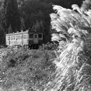 尾花輝く（２）