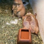 大型熱帯魚屋  ZEEBRA