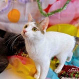 『🎄メリークリスマス！ねこちゃんたちとホリデーパーティー✨』の画像