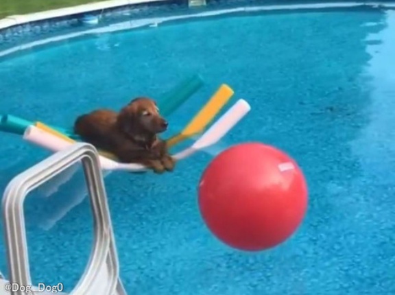 優雅な過ごし方が何たるかを心得ている犬…プールでぷかぷか