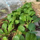 春は芽吹きの季節