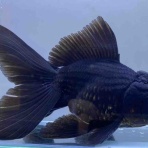 かねだい足立店ブログ