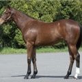 セレクトセール　キャロットクラブ落札馬