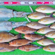 2026年5月17日　釣果