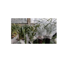 春蘭、ほぼ開花しました