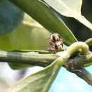 フタホシヒラタアブの交尾