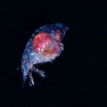 5月9日　刺激的な水中生物