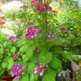 紫陽花咲いて 明日も良い一日になりますように〜