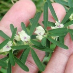 雑草をめぐる物語