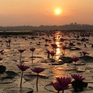 タイの幻想風景｜赤い睡蓮が湖一面に咲く