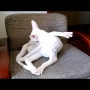 身体のバランスがおかしすぎる新種の猫『オリエンタルショートヘア』が奇妙すぎるｗｗｗｗｗ
