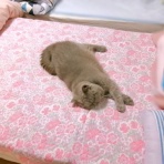 ”猫おでん”あり〼。