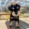 シュナシュナ🐾