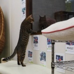 猫カフェ ねこまんまBlog