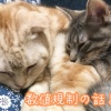 お久しぶりのまめつぶメモです【数値規制の話と猫の話】