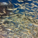 活エサ揃いました！