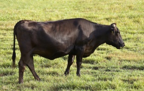 大分県で黒毛和牛(体重約500キロ)が脱走 →ネット民「捕まえて焼肉パーティ」「食べていいの？」などと危機感ゼロｗｗｗｗｗ