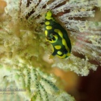 南紀白浜「ミスオーシャンダイビングサービス」今日の海ログ