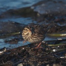 波打ち際のサバンナシトド Savannah Sparrow